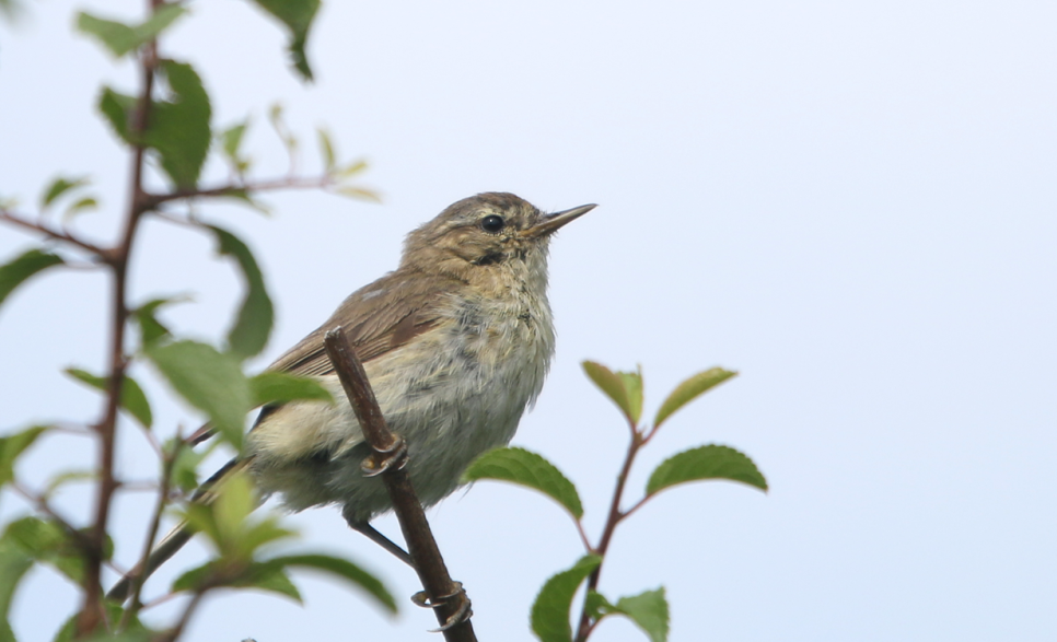 Recent Sightings 28th May - 3rd June